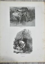 Vintage Print, A Deer-Hound; A