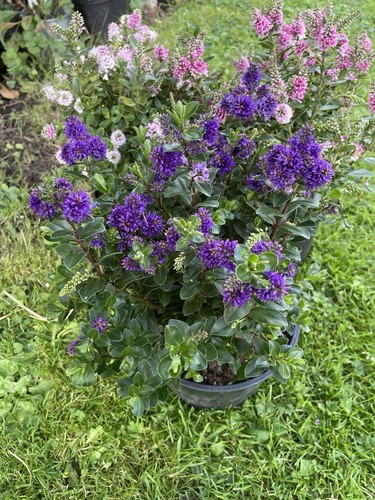 Purple hebe garden - purple, hebe,