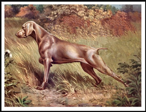 Weimaraner lovely dog - lovely, art