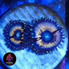 Petroglyphs 2 Head Zoa Frag