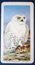 SNOWY OWL & Lemming