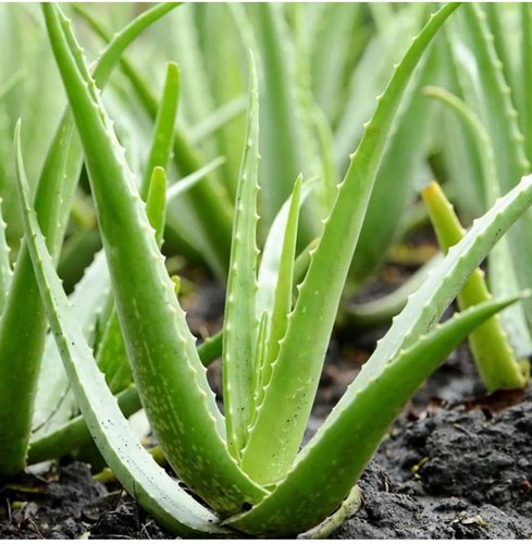Live aloe vera rooted - 2,