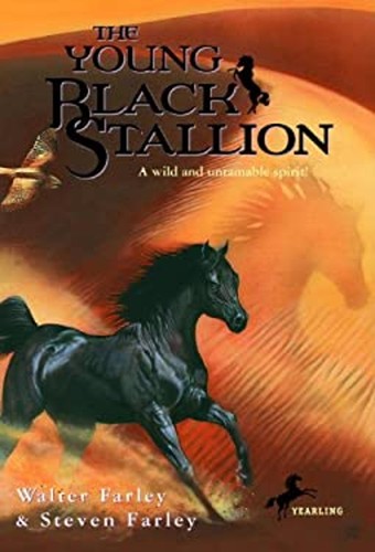 The young black - black, stallion