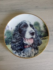 Beautiful Cocker Spaniel