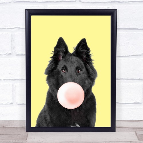 Belgian shepherd colour dog - belgian,
