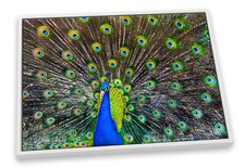 Peacock Feathers Green CANVAS FLOATER FRAME Wall Art Print Picture