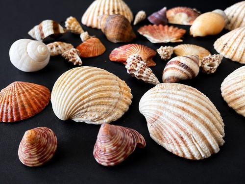 Mixed sea shell - mixed, collection