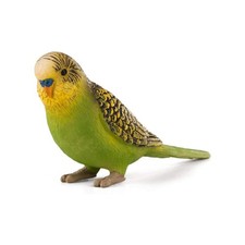 MOJO Budgerigar Green Bird
