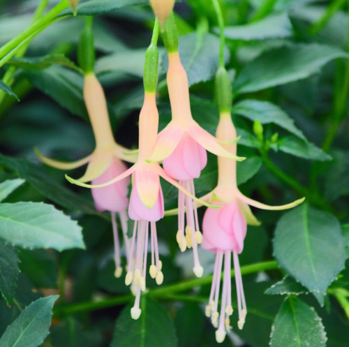 Fuchsia whiteknight pearl - fuchsia,