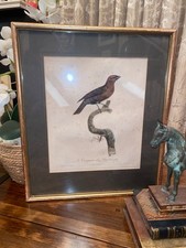 Antique Bird Print Country House Gold Frame Picture Art Oka Neptune India Jane