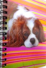 KING CHARLES CAVALIER BLENHEIM