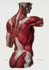 ML25 Vintage 1800's Medical Human Back Body Muscles Anatomy Poster RePrint A2/A3