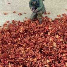 Miniature garden leaves,woodland scatter for scale model scenery,railway layouts