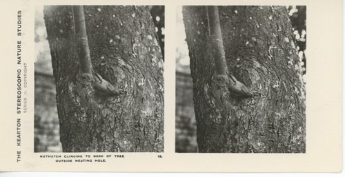 Antique kearton stereoscopic - antique,