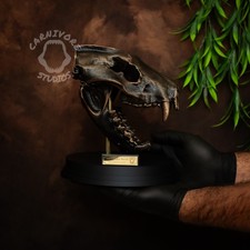 Tasmanian Devil Skull Replica