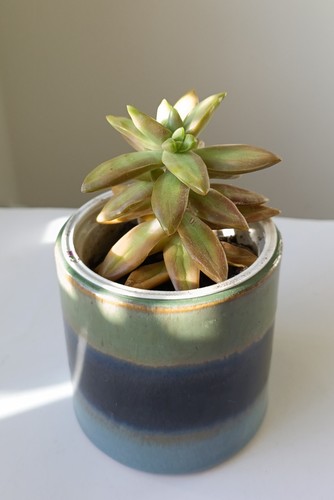 Sedum nussbaumerianum orange - nussbaumerianum, |