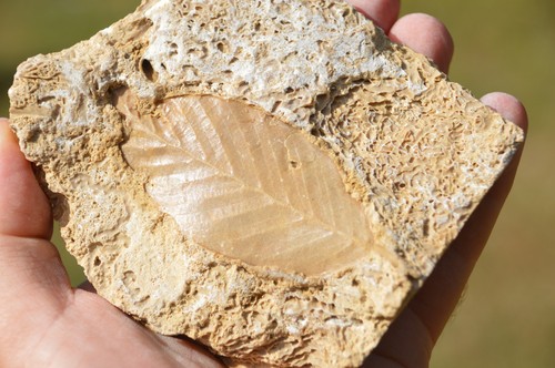 Amazing rare fossil - &,