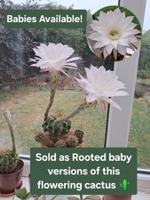 BABIES! Gorgeous Pink/White