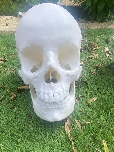 Life size human - size, skull