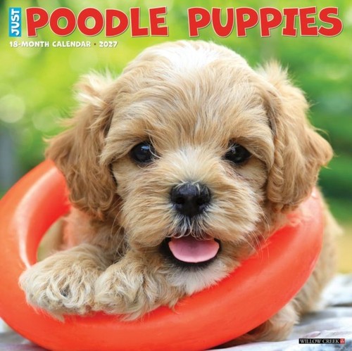 Poodle puppies 2027 wall - puppies,