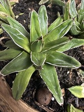 Agave Victoria Regina