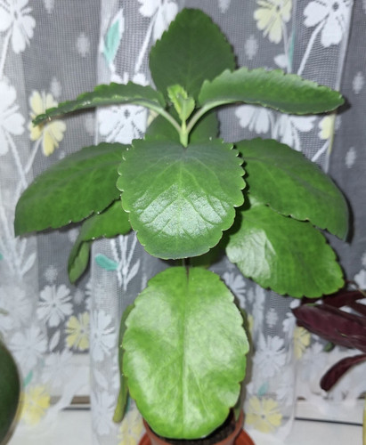 Miracle leaf bryophyllum - miracle, leaf,
