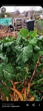 Perennial Kale / Rugare