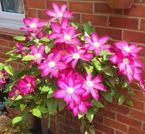 10x seeds clematis vicki - clematis, early