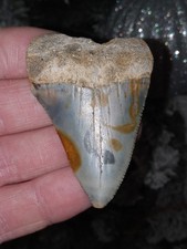 Great White Shark Tooth Fossil