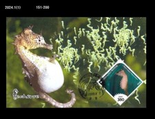 Marine Life,hippocampus,sea