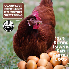 Rhode Island Red Fertile