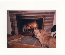 1970s–80s Dog by Fireplace