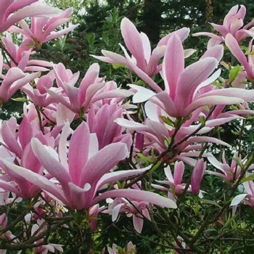 Magnolia tree plant pink - magnolia,