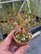 Drosera Capensis Baineskloof