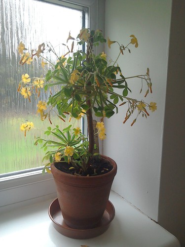 Oxalis herrarae succulenta - herrarae, or