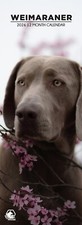 Weimaraner Dog 2026 Slim