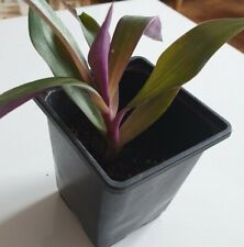 Tradescantia spathacea, Moses-in-the-cradle Beautiful House Plant, A Bare-Rooted