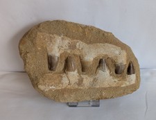Fossil Mosasaur Jaw - Dinosaur