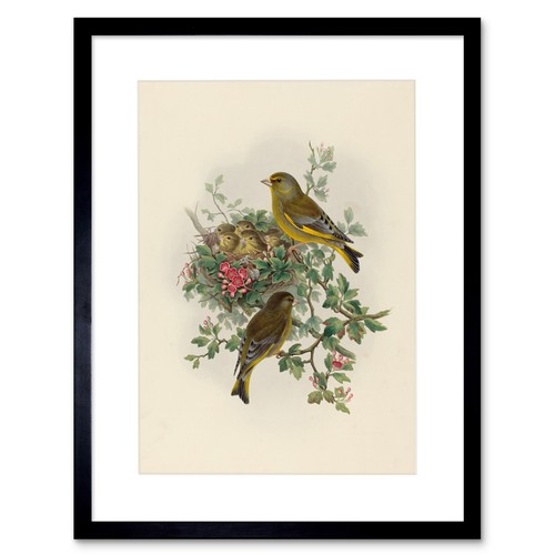 Painting bird gould greenfinch - painting,