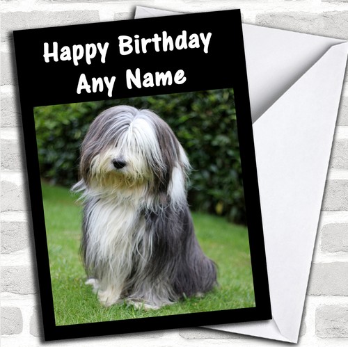 Bearded collie dog - bearded,