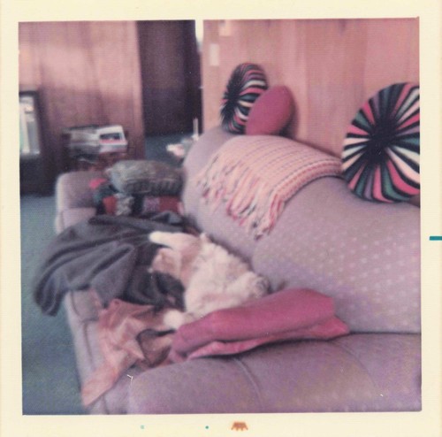 Vtg photo animal pet cat - pet,