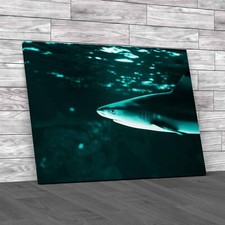 Tropical Sea Fish Lone Shark