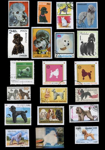 Poodle french dog postage - poodle,