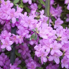Azalea Plant Dwarf Lilac Hardy