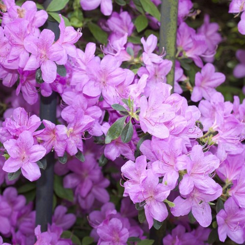 Azalea plant dwarf lilac - plant,