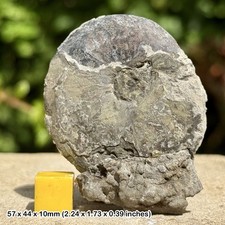 Oxynoticeras Pyrite Fossil Ammonite - Disc Shape - Jurassic UK - Upper