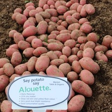 Alouette Organic Seed Potatoes
