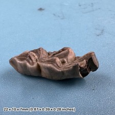 Deer tooth fossil (odocoileus