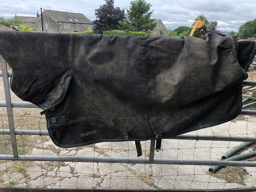 Shires tempest - 5’6’’,