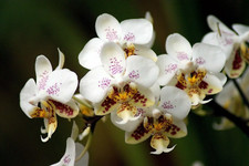 Phalaenopsis stuartiana var